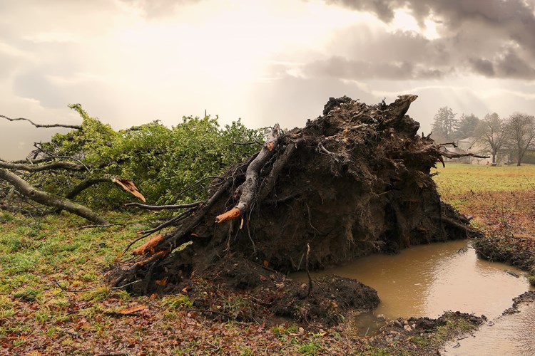 Slika /CIVILNA ZAŠTITA/Ilustracije/storm tree.jpg